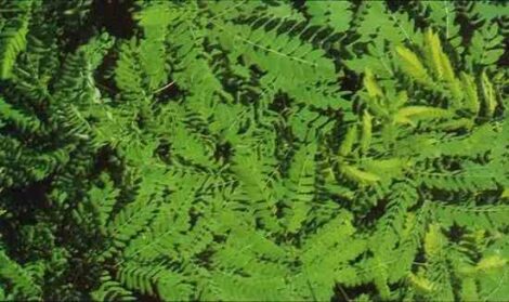 Jumbay (Leucaena leucocephala): The Tree of Life Image